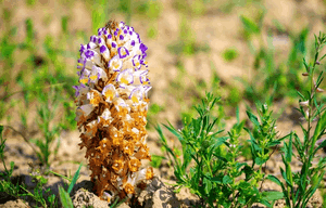 Cistanche Deserticola